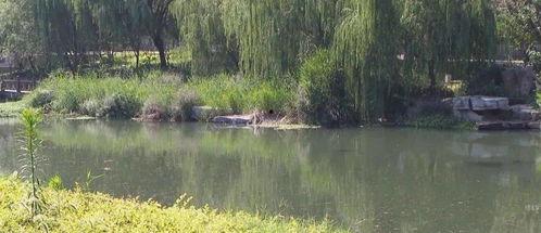 滕州小清河跳河最新爆料,最新爆料揭示惊人真相！”